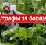 С 1 марта владельцам земельных участков грозит штраф за распространение борщевика. - Администрация Приволжского района